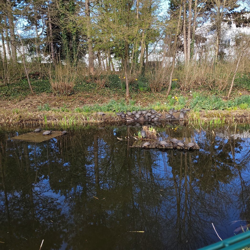 Mare aux Tortues du Parc des Chanteraines 3